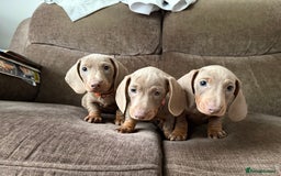 Dachshund dogs for sale: Miniature Dachshund Puppies for sale  - Image 13