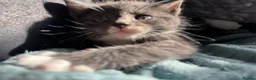 Mixed Breed cats for sale: 5 male kittens  - Advert 8
