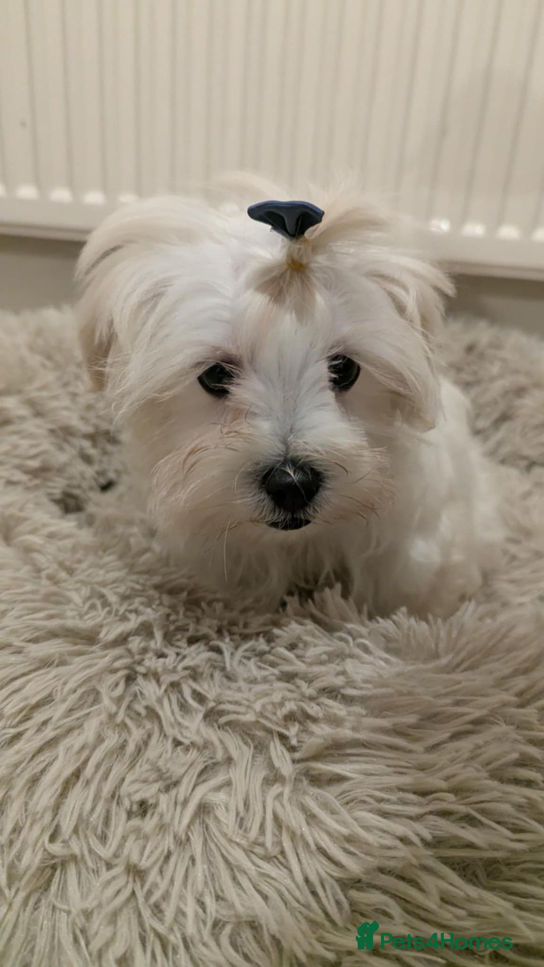 Maltipoo dogs for sale: Olivia M  - Advert 9