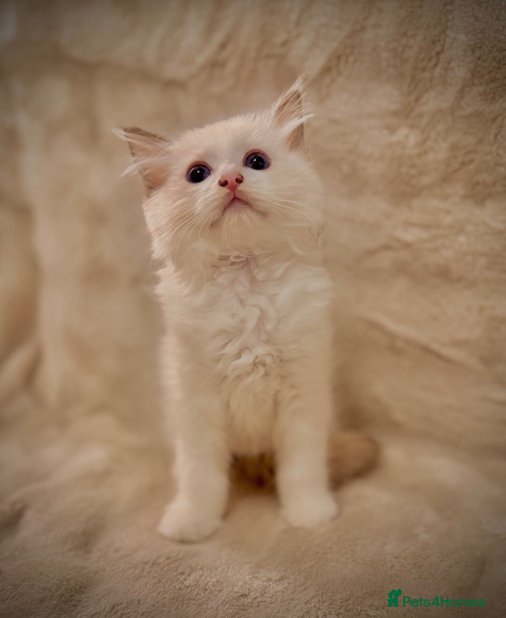Ragdoll cats STUNNING BICOLOUR RAGDOLL KITTEN 🩵 - Advert 1