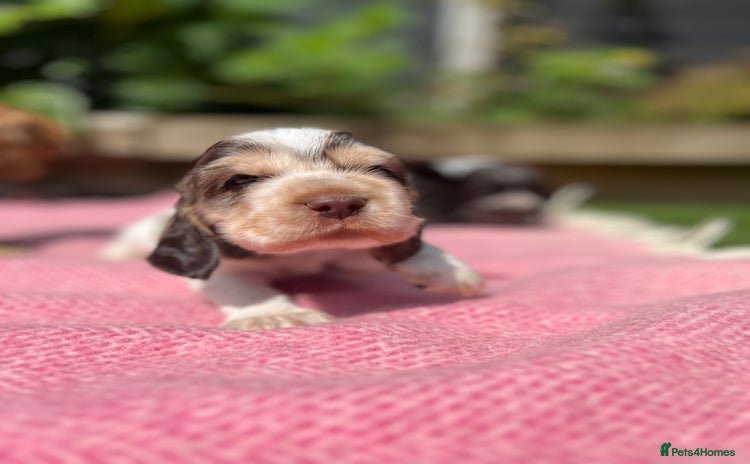 Cocker Spaniel dogs - Advert 15