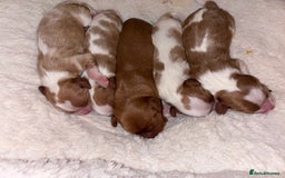 Cavalier King Charles Spaniel dogs for sale: Gorgeous Cavalier King Charles Spaniel Puppy - Image 3