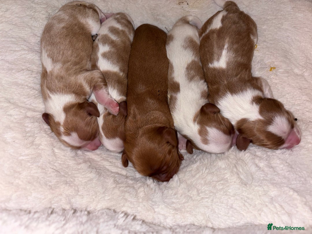 Cavalier King Charles Spaniel dogs for sale: Gorgeous Cavalier King Charles Spaniel Puppy - Image 3