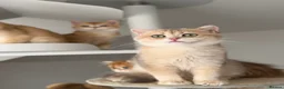 British Shorthair cats for sale: Blue Golden British Shorthair boy 💙 - Advert 9