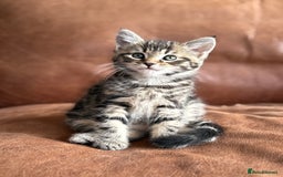 Maine Coon cats for sale: 1/2 Maine Coon kittens - Cardiff - Image 10