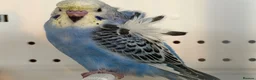 Budgerigars birds for sale: Helicopter split budgies  - Advert 6
