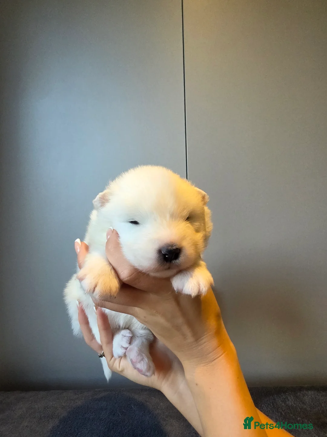 Samoyed dogs for sale: RKC Samoyed Puppies – Champion Bloodlines - Advert 11