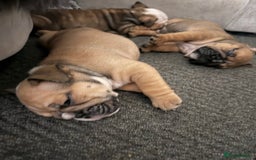 English Bulldog dogs for sale: Traditional English Bulldog Puppies  - Image 14
