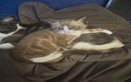 Bengal cats for sale: Mink Bengal kitten - Image 3