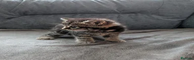 Mixed Breed Kitten 4