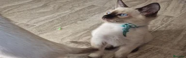 Siamese 2
