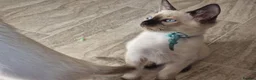 Siamese cats for sale: Old Style Siamese Kittens For Sale in Abingdon - Advert 23