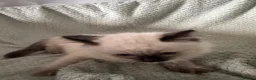 Ragdoll cats for sale: Beautiful pure ragdolls  - Advert 13