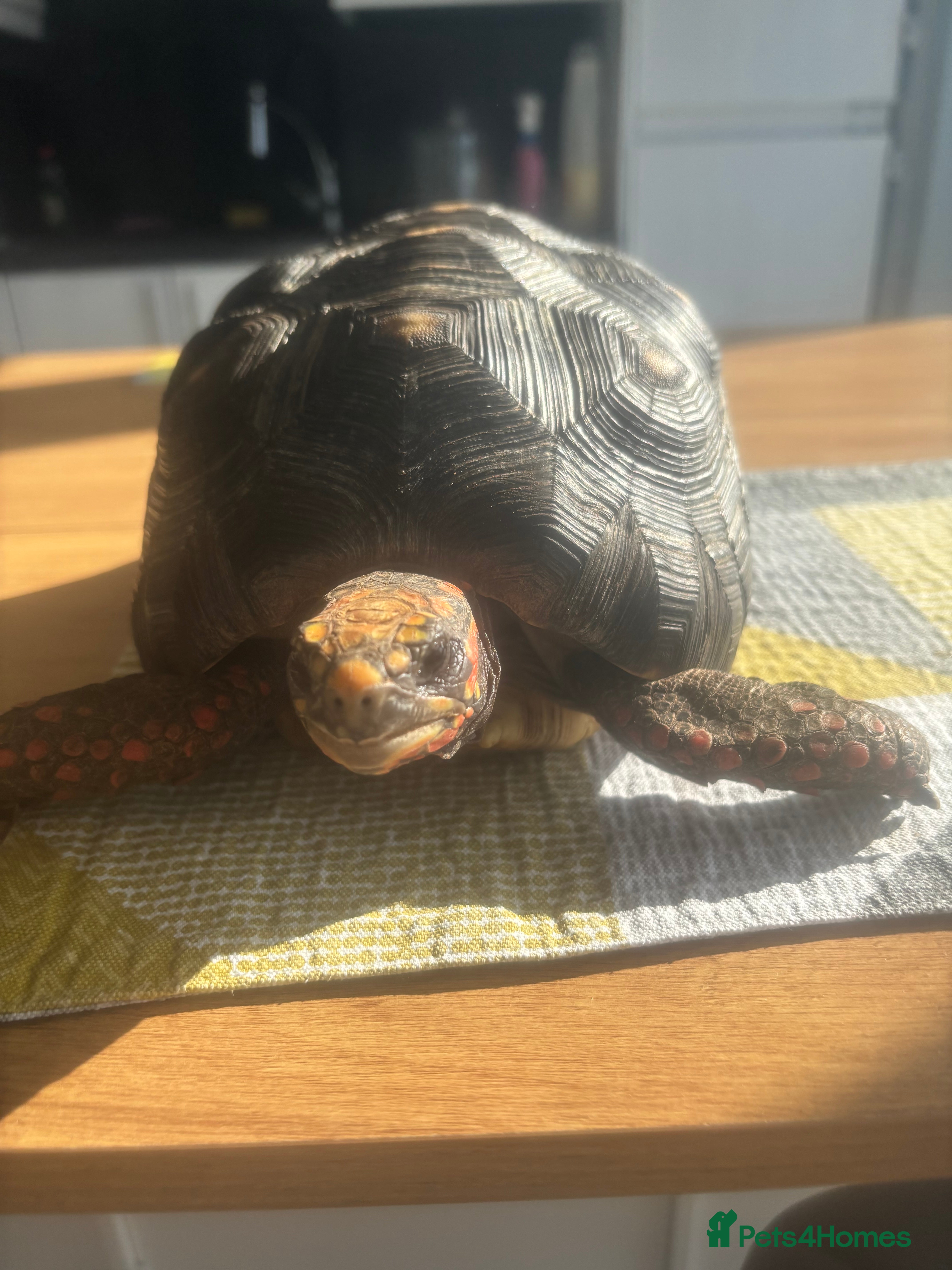 Tortoise reptiles redfooted tortoise - Advert 1