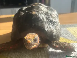 Tortoise reptiles redfooted tortoise - Advert 1
