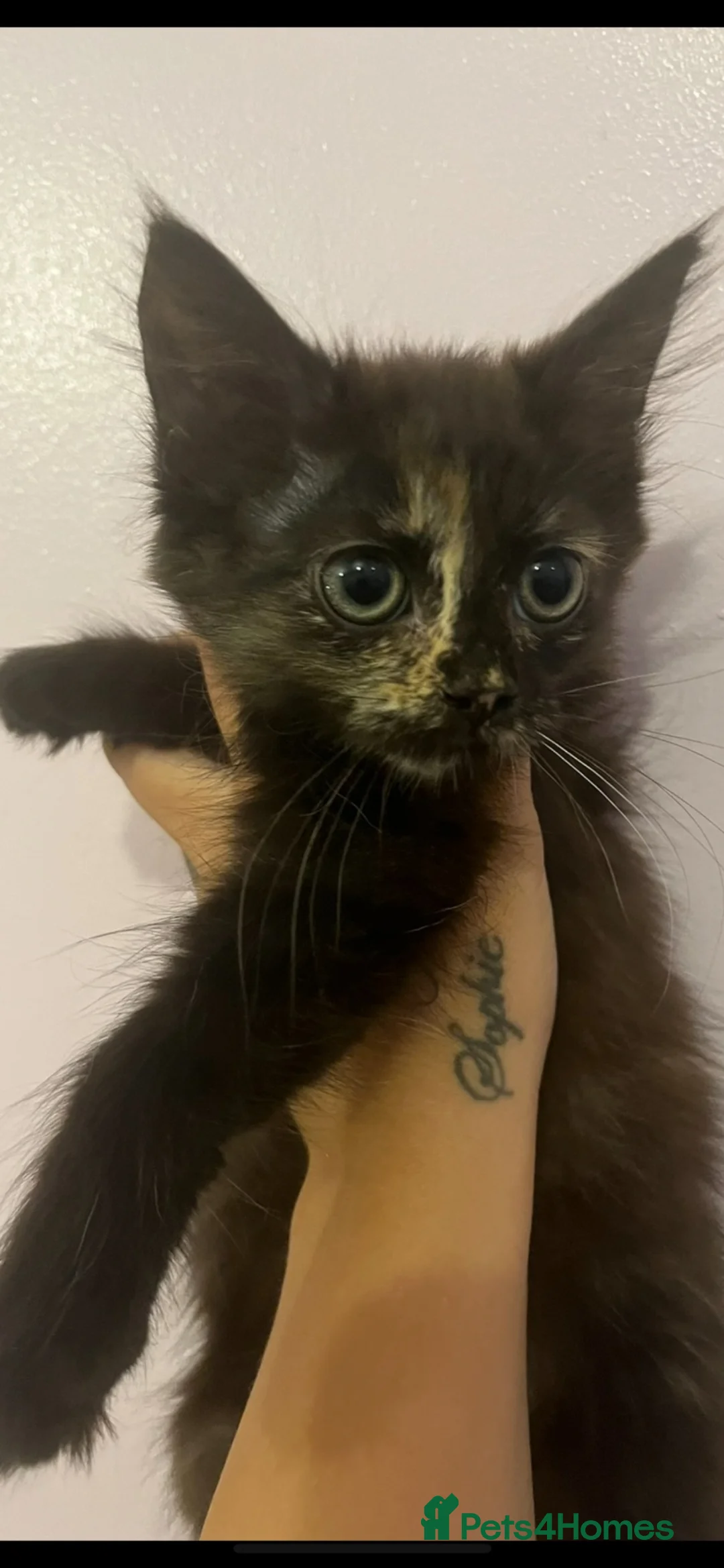 Mixed Breed cats for sale: 3 beautiful girl kittens  - Advert 2