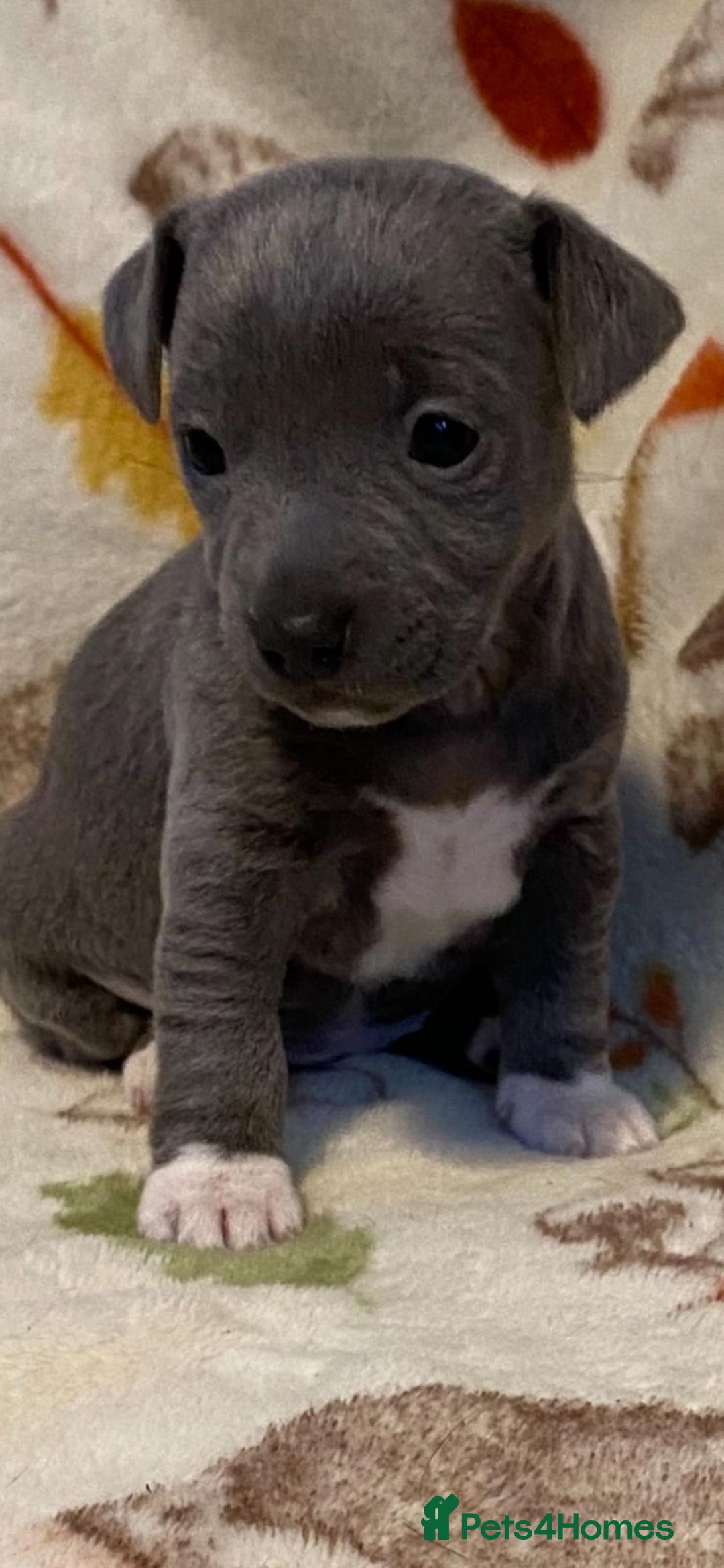 Jack Russell dogs for sale:  beautiful All blue smooth coated short legged JRT - Advert 12