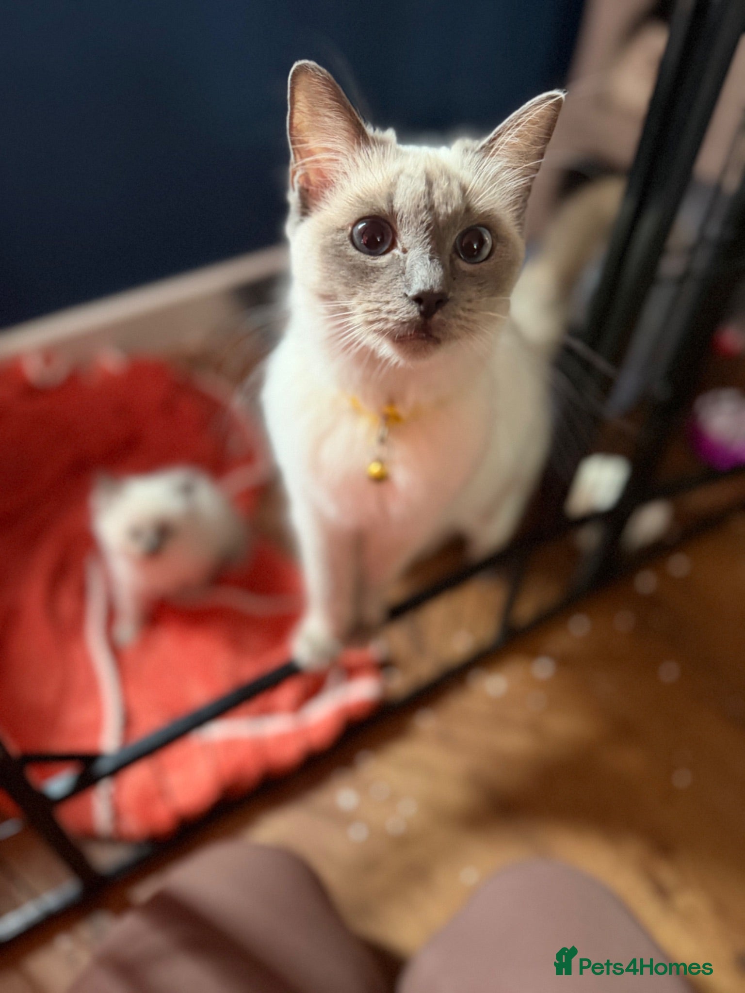 Ragdoll cats Beautiful pure bred ragdolls  - Advert 2