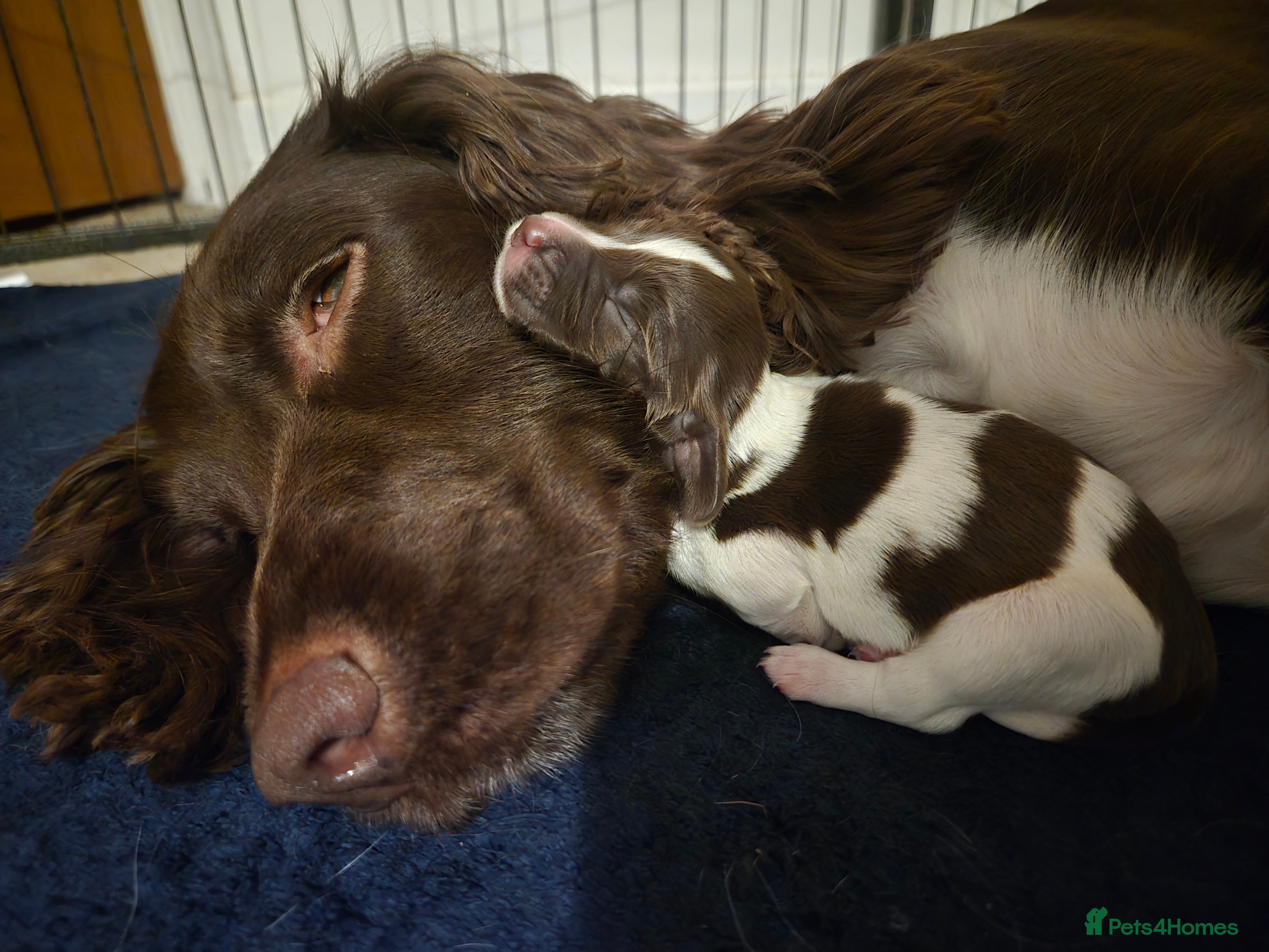 English Springer Spaniel dogs KC Registered English Springer Spaniel Puppies - Advert 17