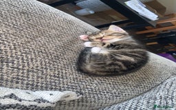British Longhair cats for sale: Kittens for sale!! in Highbridge - Image 15