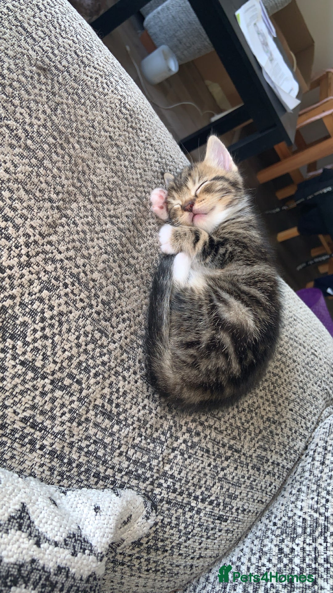 British Longhair cats for sale: Kittens for sale!! in Highbridge - Image 15