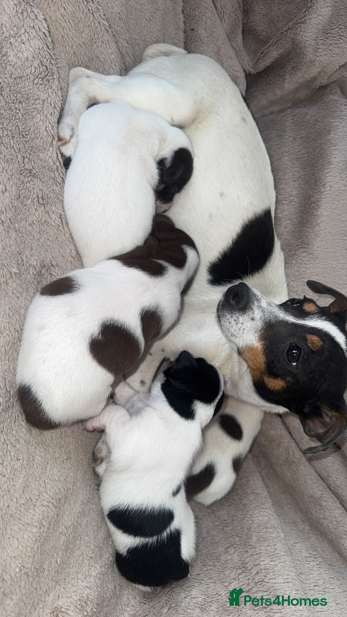 Jack Russell dogs Jack Russel pups - Advert 1