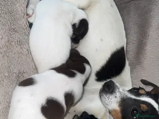 Jack Russell dogs Jack Russel.. Ready 26th sept! - Advert 18