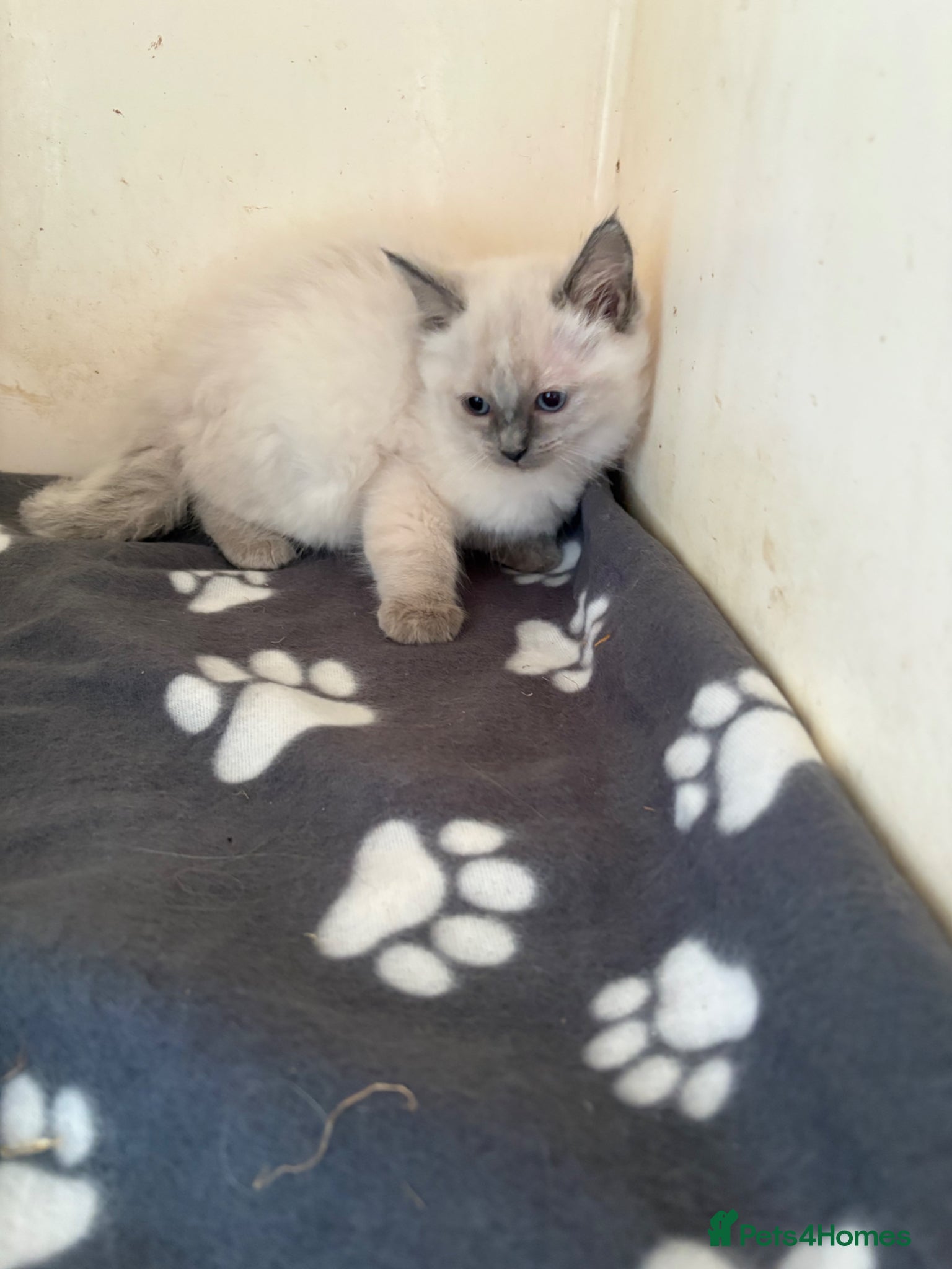 Ragdoll cats for sale: Ragdoll kittens in Romford - Advert 12