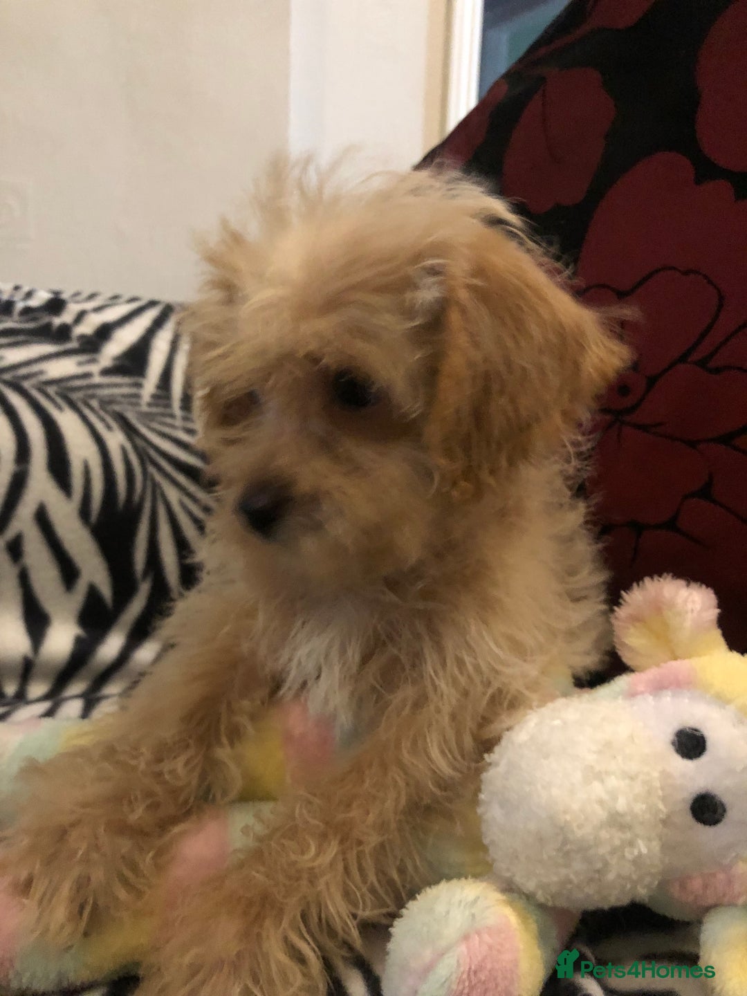 Mixed Breed dogs for sale: shihpoo x maltese puppies for sale - Advert 8