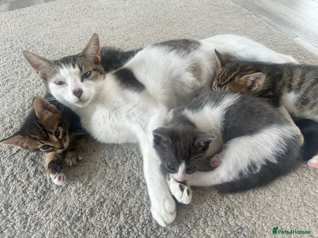 Mixed Breed cats for sale: Bengal cross Kittens  - Image 1