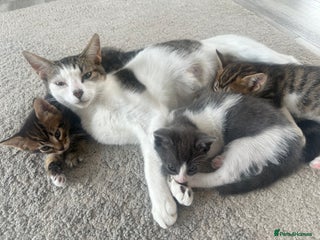 Mixed Breed cats - Advert 1