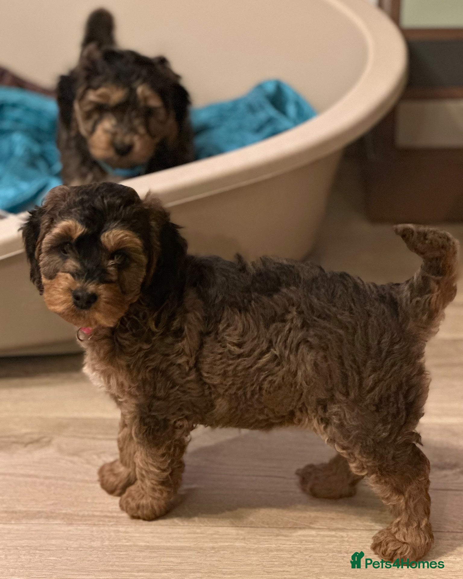Cockapoo dogs for sale: Beautiful sable cockapoo, dna tested clear  - Advert 2