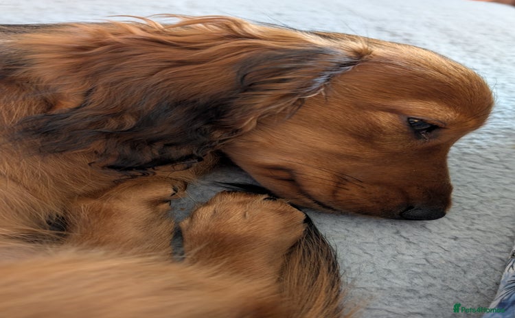 Miniature Dachshund dogs in Peterborough - Advert 8