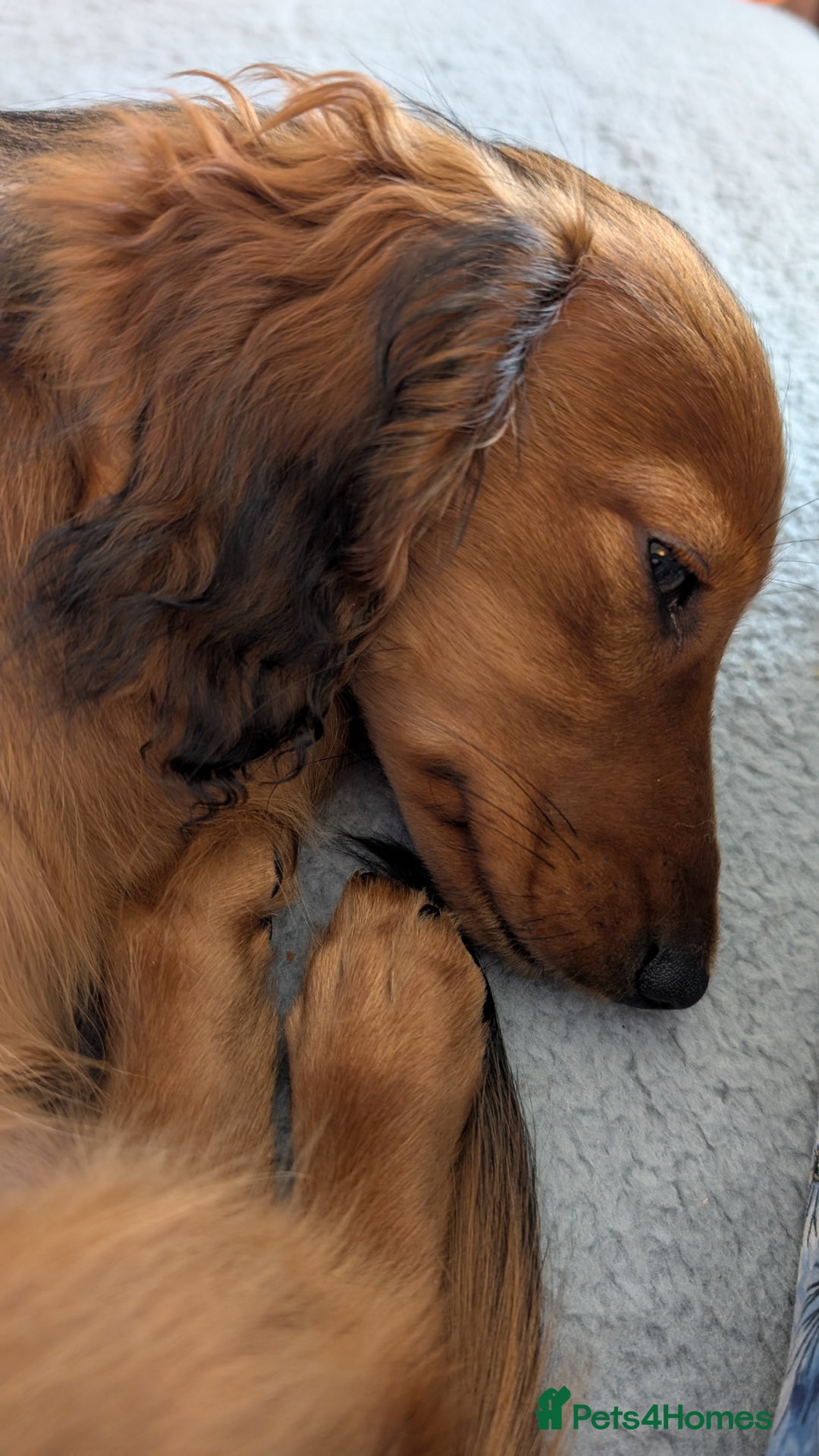 Miniature Dachshund dogs for sale: LAST GIRL KC Reg PRA clear LM Dachshund in Peterborough - Image 1