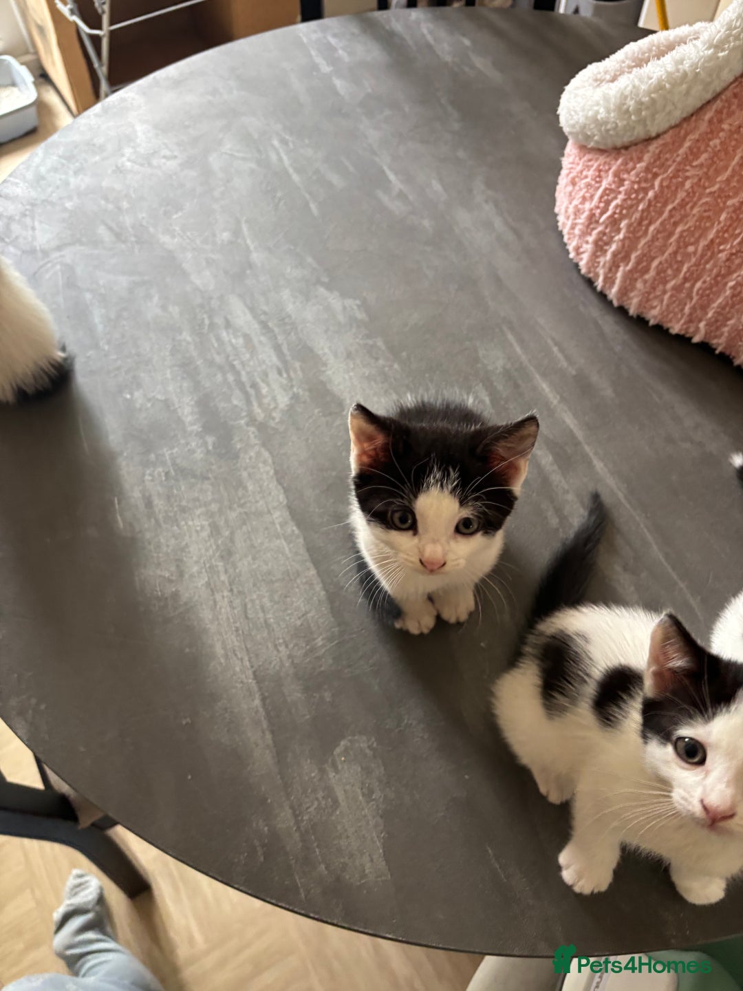 Mixed Breed cats for sale: Kittens for sale - Image 7