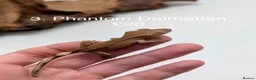 Gecko reptiles for sale: Stunning Mixed Morph Crested Gecko Babies! - Advert 4