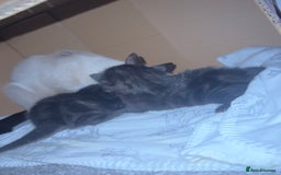 Siamese cats for sale: 3x Beautiful Siamese crossed tabby kittens  - Image 12