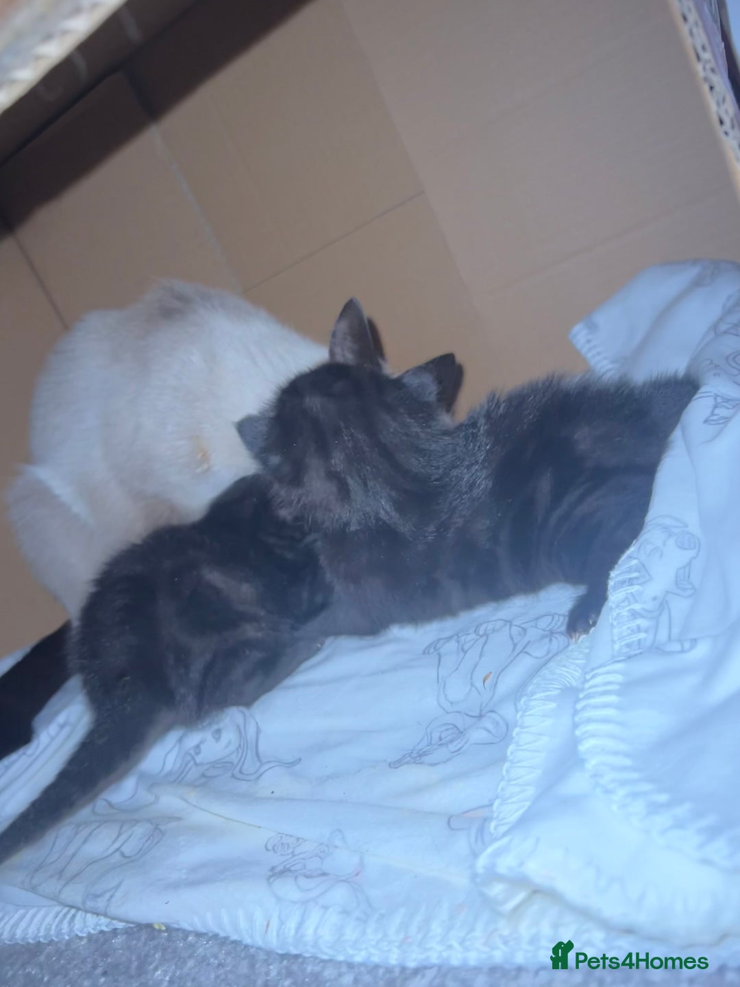Siamese cats for sale: 3x Beautiful Siamese crossed tabby kittens  - Image 12