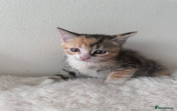 European cats for sale: Family kittens  - Image 5