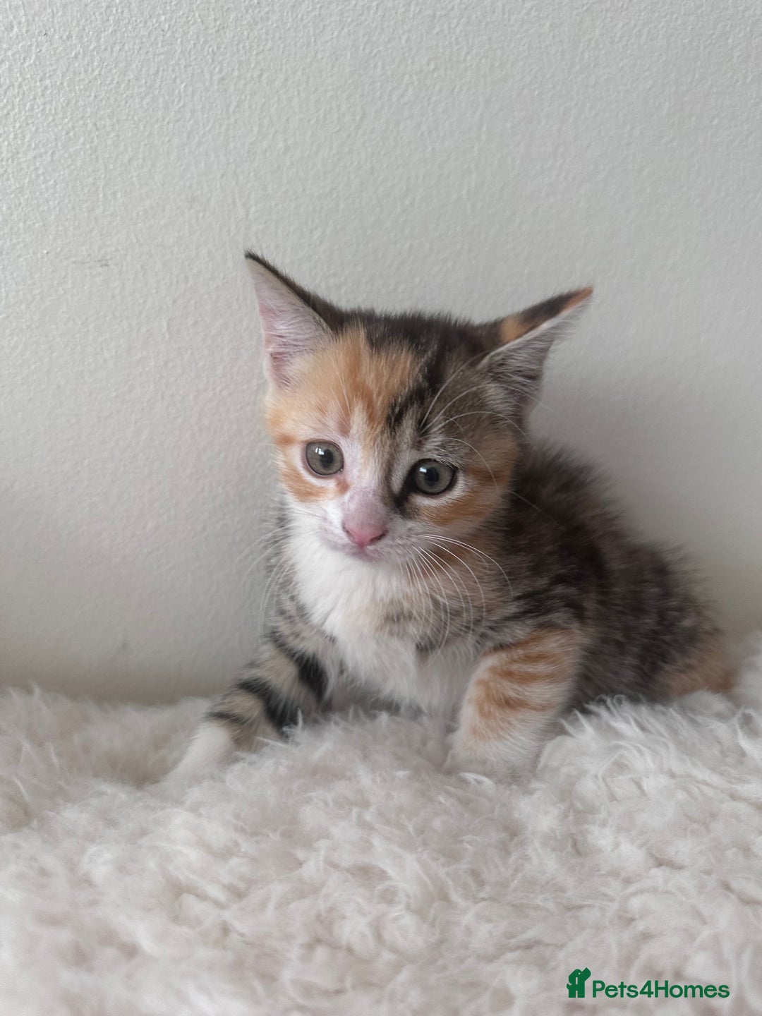 European cats for sale: Family kittens  - Image 5