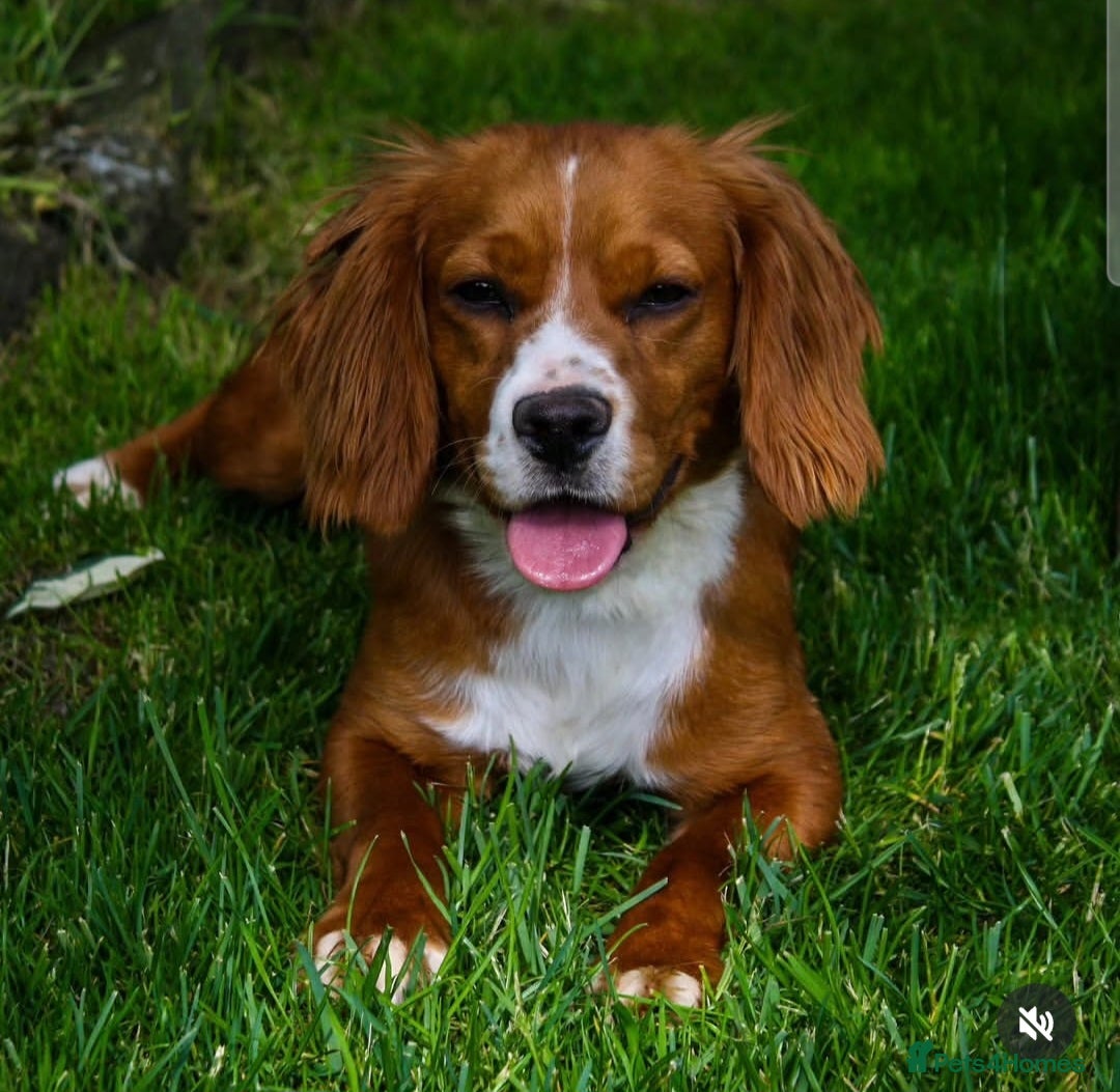 Cocker Spaniel dogs 1 year old cocker spaniel  - Advert 1