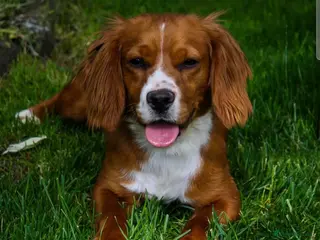 Cocker Spaniel dogs 1 year old cocker spaniel - Advert 1