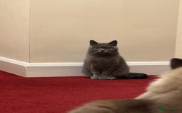 British Shorthair cats for sale: 2 Bonded sisters - Image 2