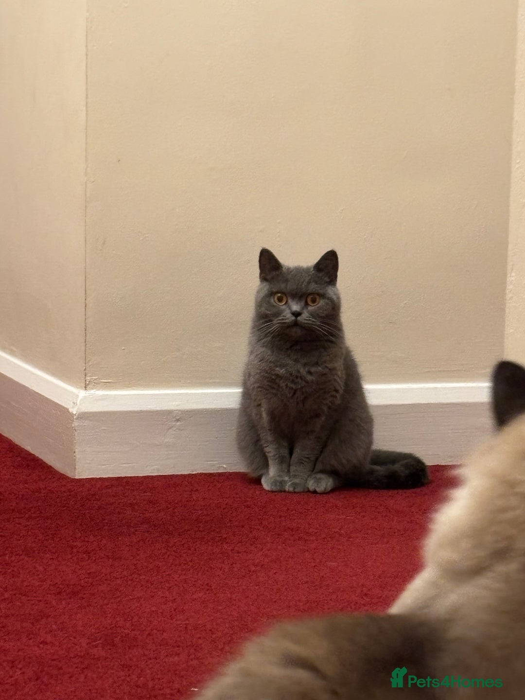 British Shorthair cats for sale: 2 Bonded sisters - Image 2