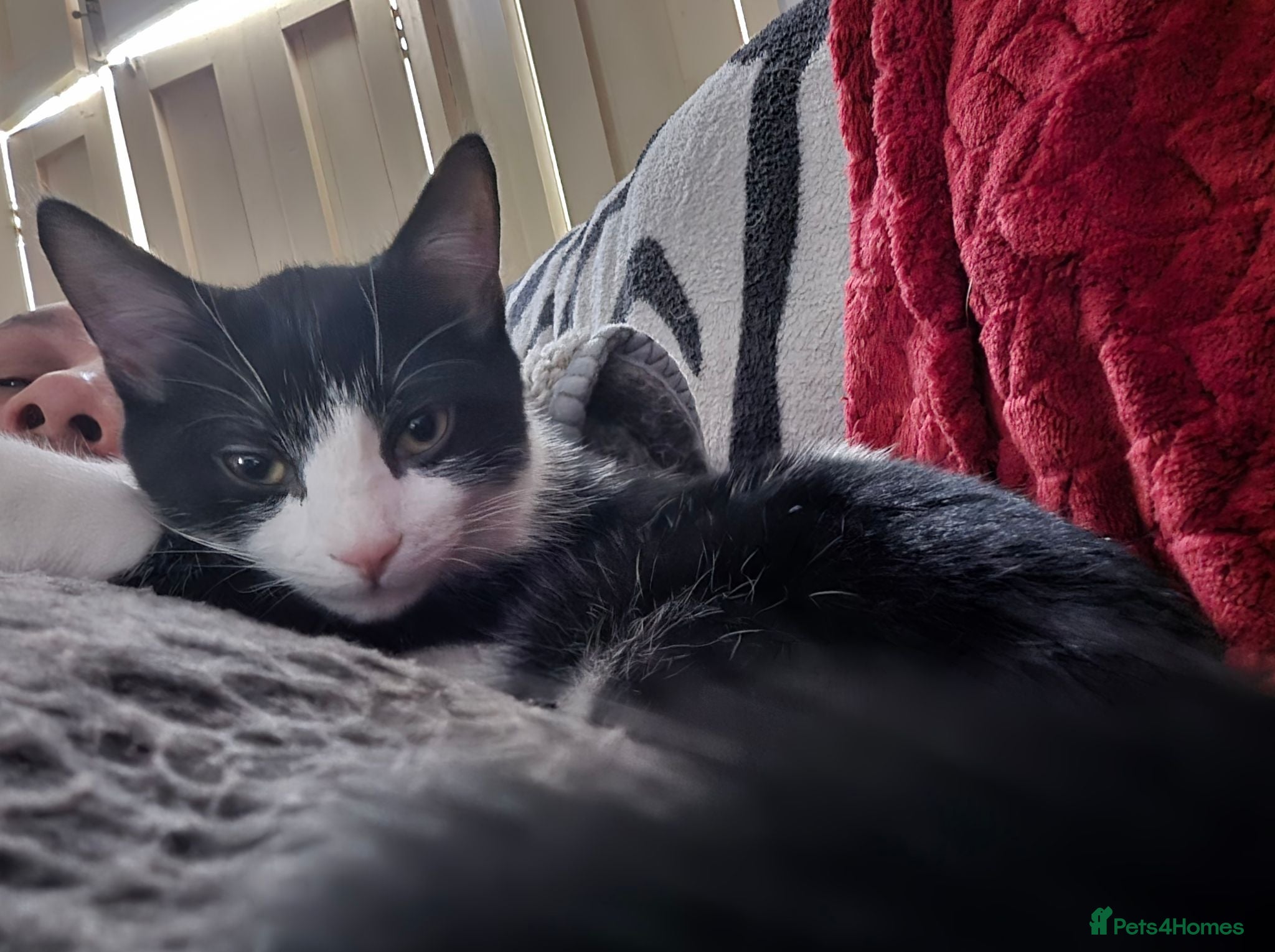 Mixed Breed cats Kittens for sale  - Advert 1