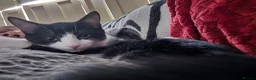 Mixed Breed cats for sale: Kittens for sale  - Advert 1