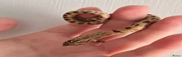 Snake reptiles for sale: Extreme Red Purple line Western Hognose CB26 - Advert 3