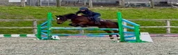 Irish Cob horses for sale: 13.2 mothers dream all rounder  - Advert 6