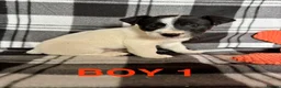 Jack Russell dogs for sale: Beautiful mixed litter in Sittingbourne - Advert 14