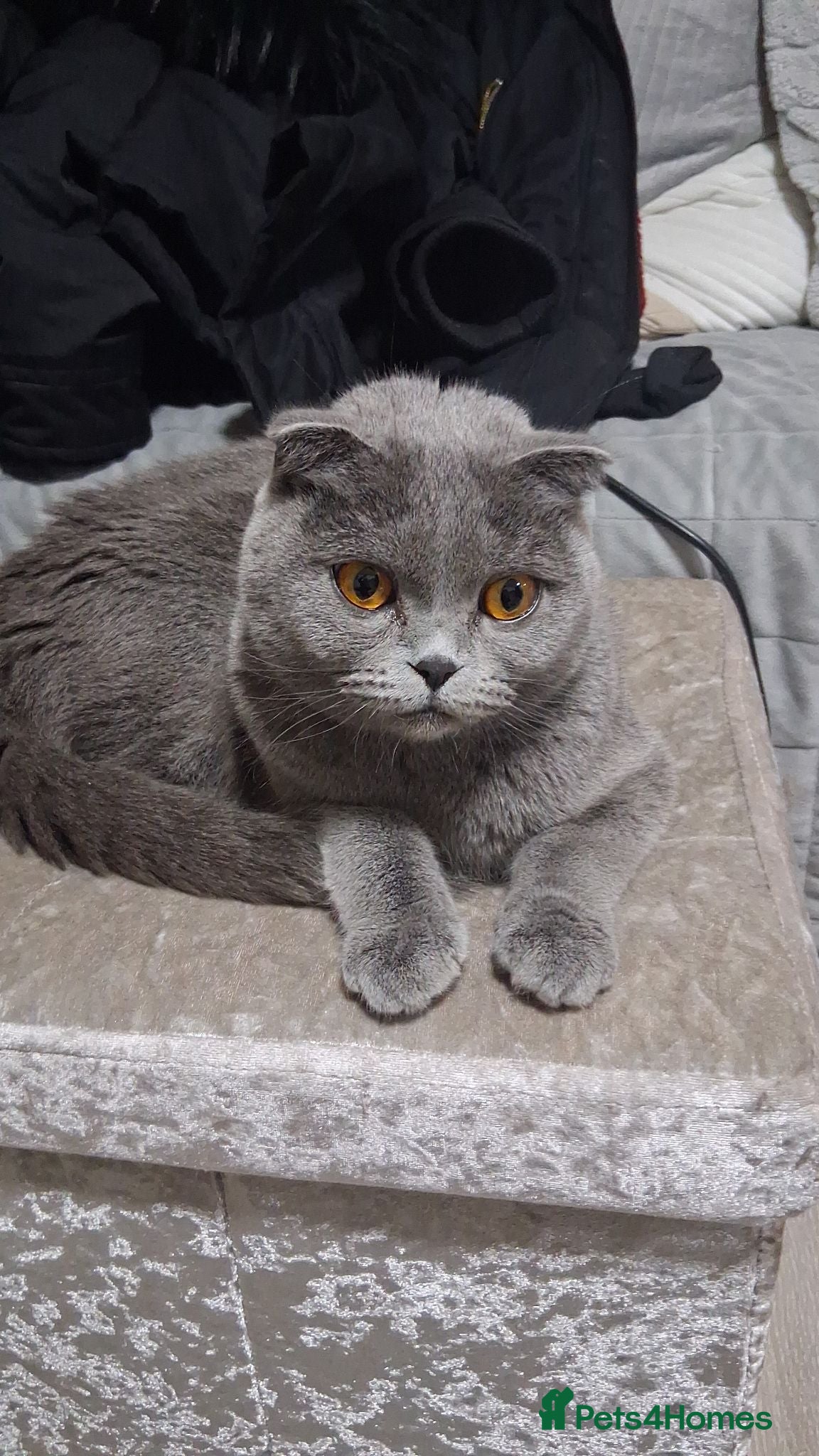 Scottish Fold cats Persian/Scottish fold  - Advert 1